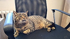 Zwierzęta w biurze to mniej stresu, więcej uśmiechu. „Kot Synek motywuje do pracy” Zwierzęta w biurze to mniej stresu, więcej uśmiechu. „Kot Synek motywuje do pracy”